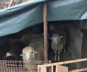 Петима са задържани за кражба на животни на стойност 50 000 лева от ферма край град Сливен